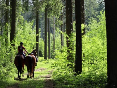 Reiterferien im schönen Bayerischen Wald