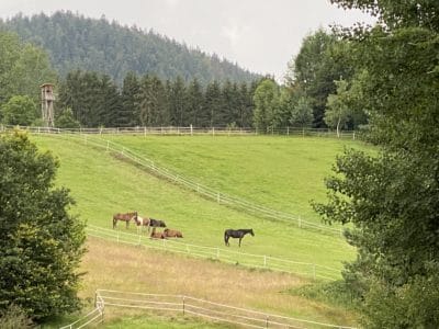 Pferde auf der Koppel Reiterhofs "Landgut Dreiburgenland"